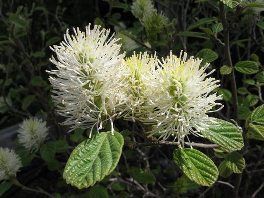 Mt. Airy Fothergilla (3 gal)