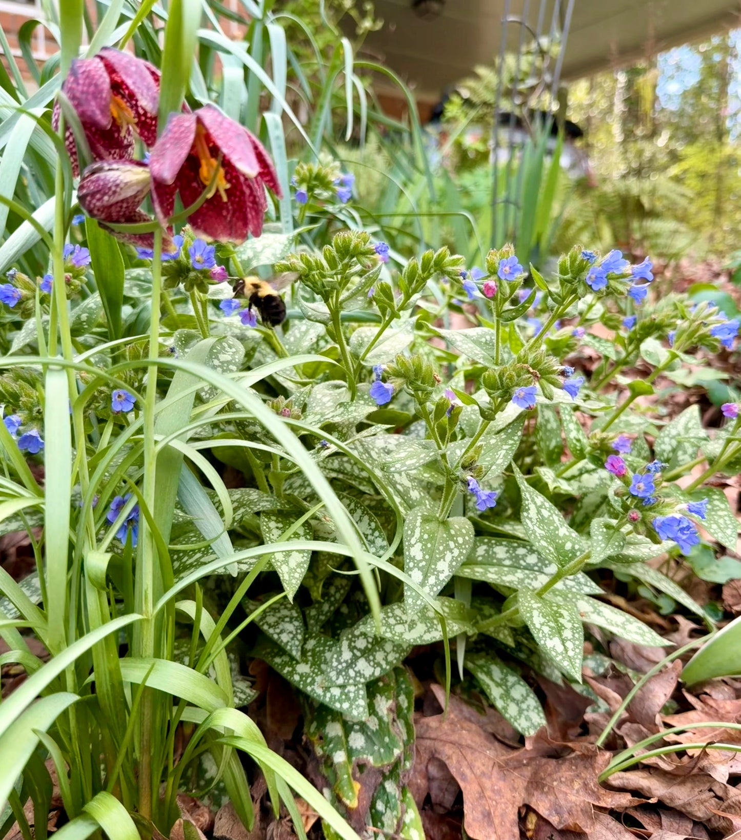 Silver Bouquet Lungwort (1 gal)
