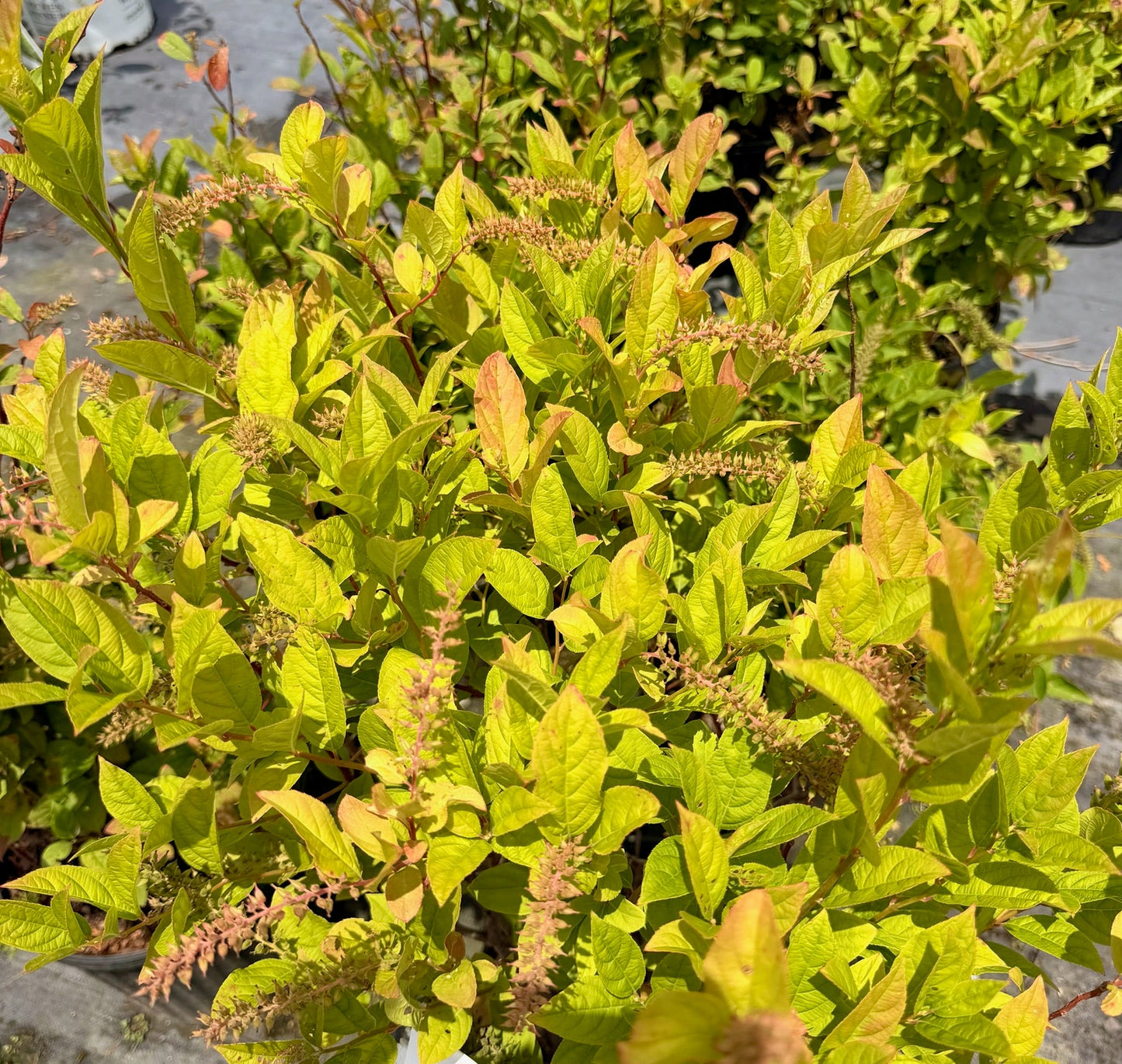 Henry's Garnet Virginia Sweetspire (3 gal)