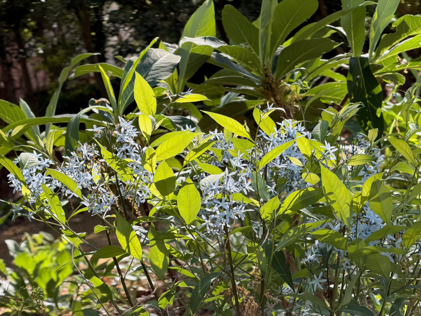 Arkansas Bluestar (1 gal)