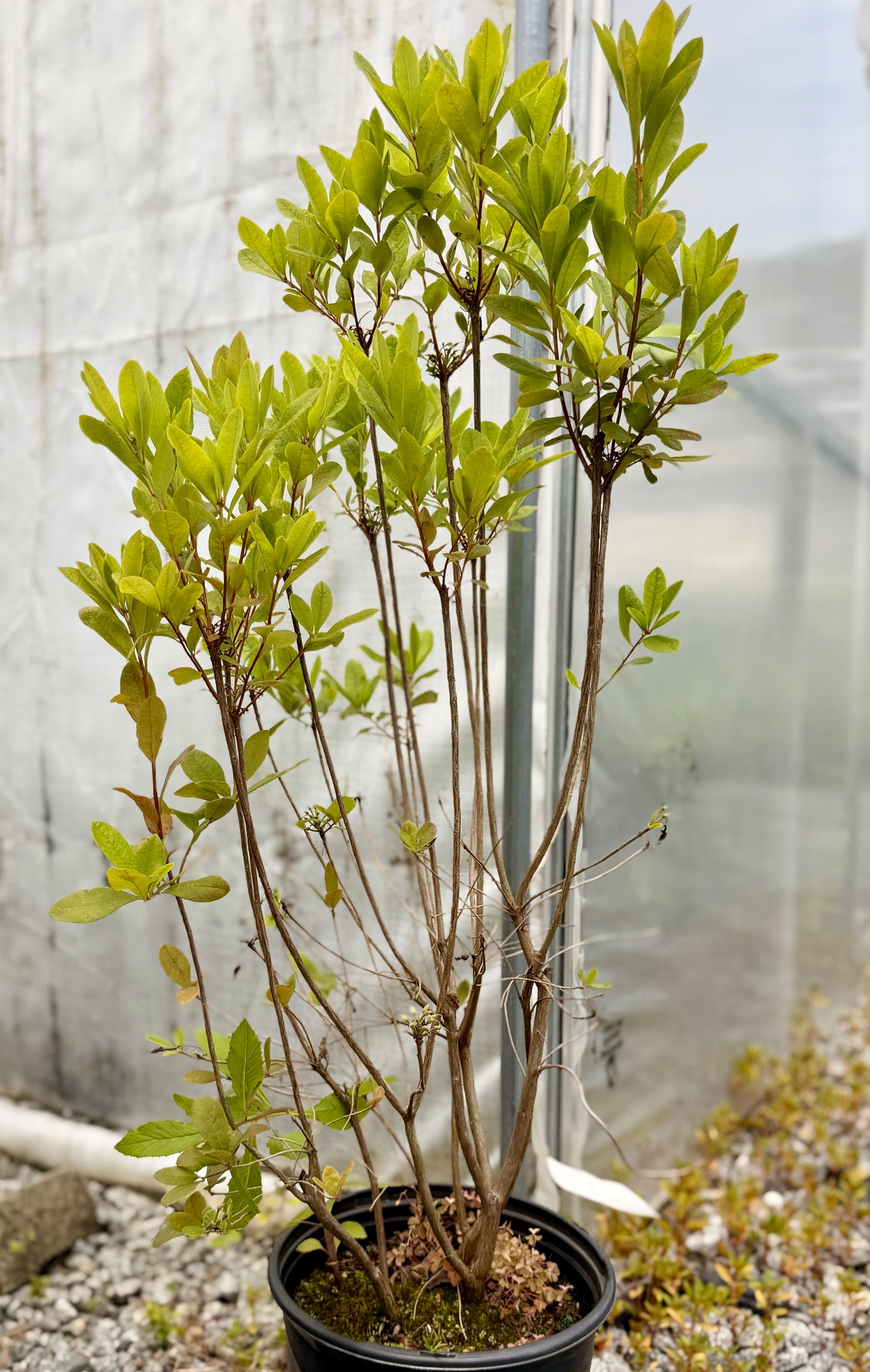 Native Azalea 'Admiral Semmes' 3G