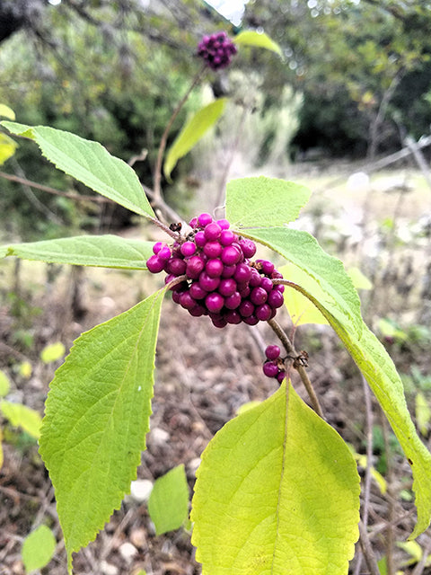 Beautyberry Callicarpa americana 3G
