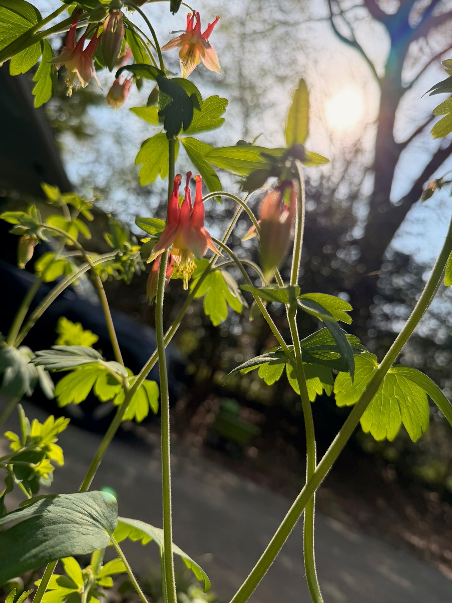 Eastern Red Columbine (1 gal)