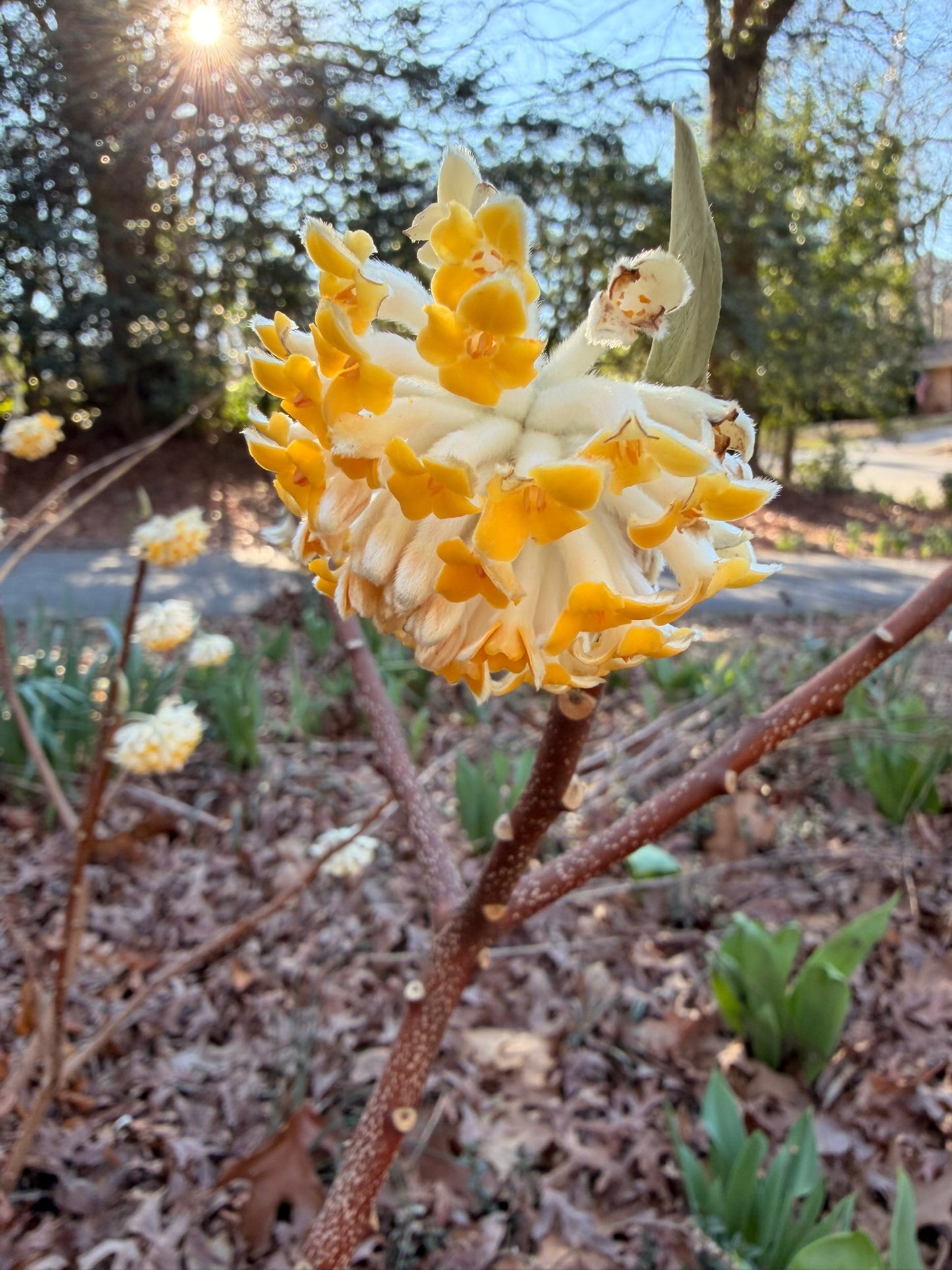 Edgeworthia Paperbush (3 gal)