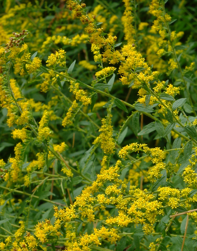 Fireworks Goldenrod (1 gal)
