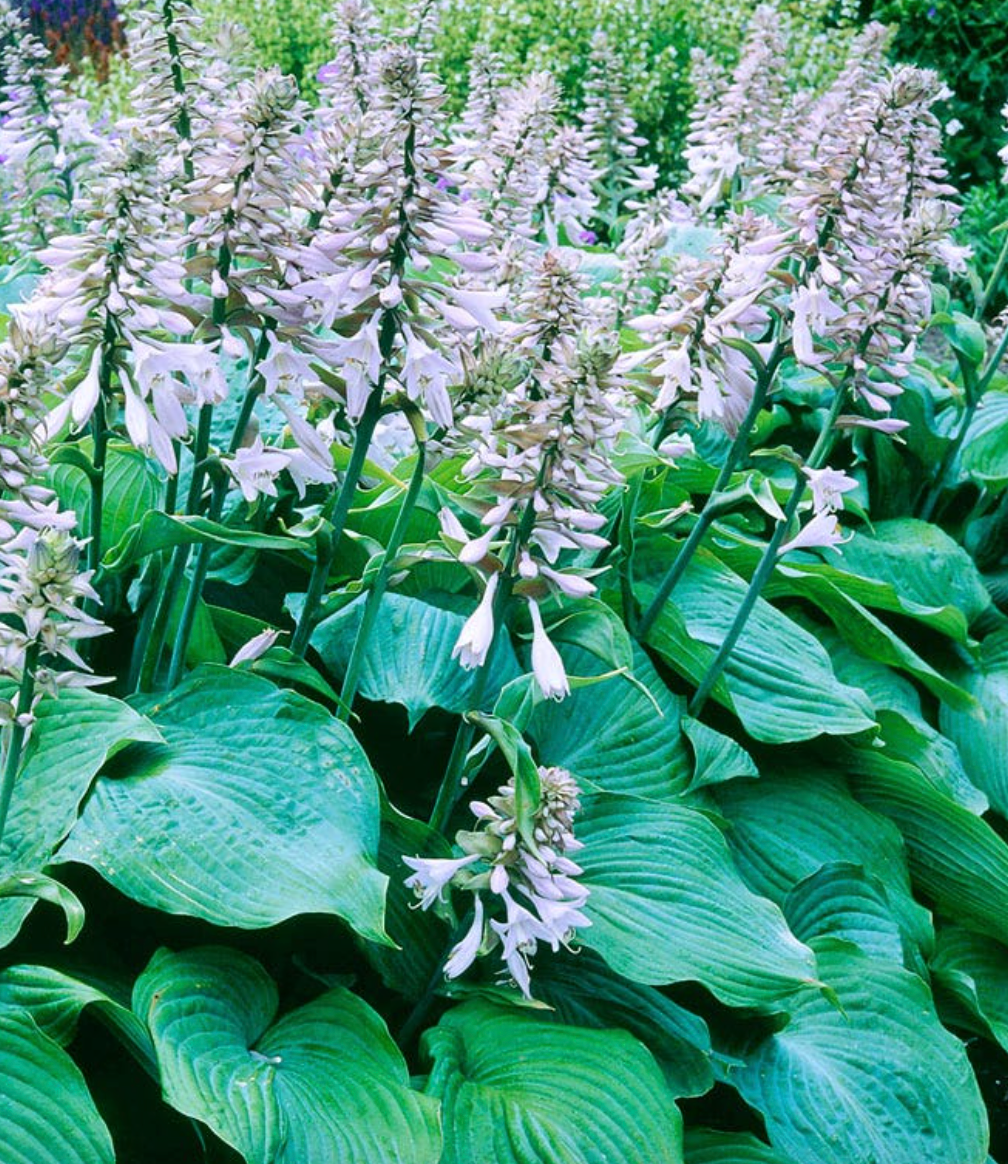 Hosta 'Blue Angel' (1 Gallon)