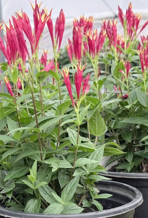 'Little Redhead' Indian Pink (1 gal)