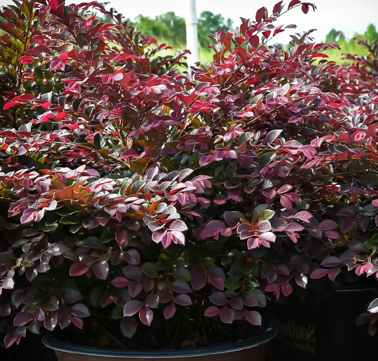 Purple Daydream Loropetalum (3 gal)