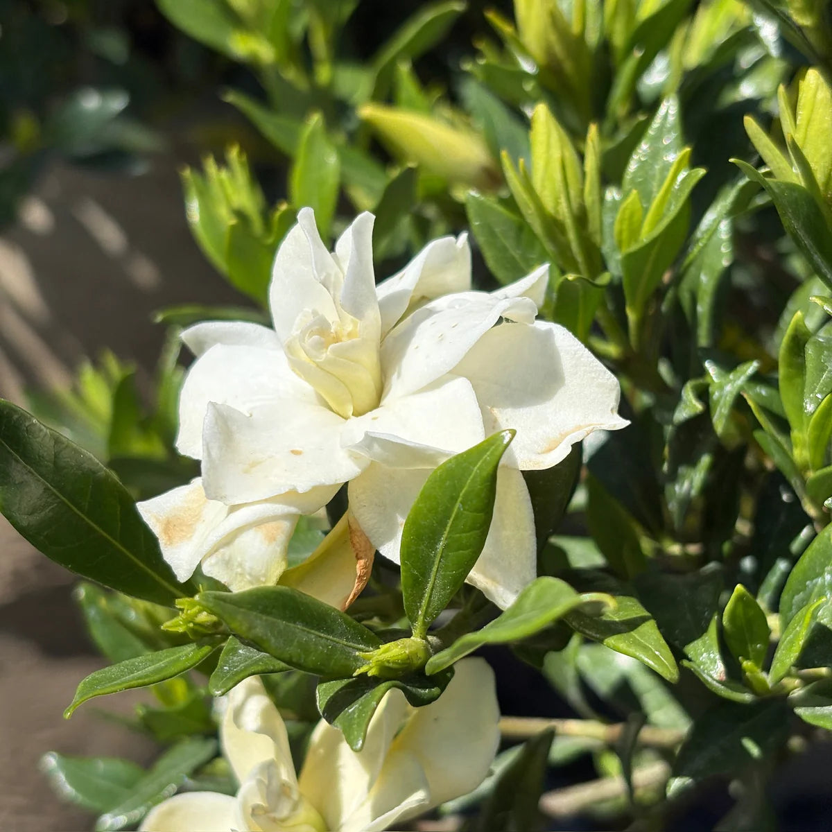 Radicans Gardenia (3 gal)