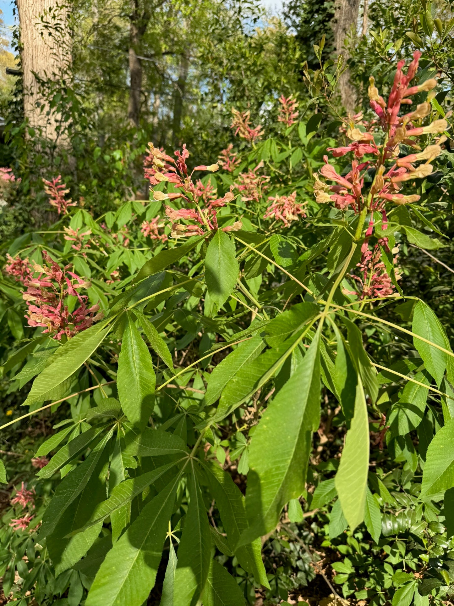Red Buckeye (3 gal)