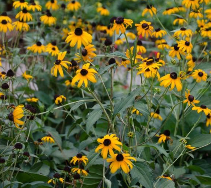 Goldsturm Black-Eyed Susan (1 gal)
