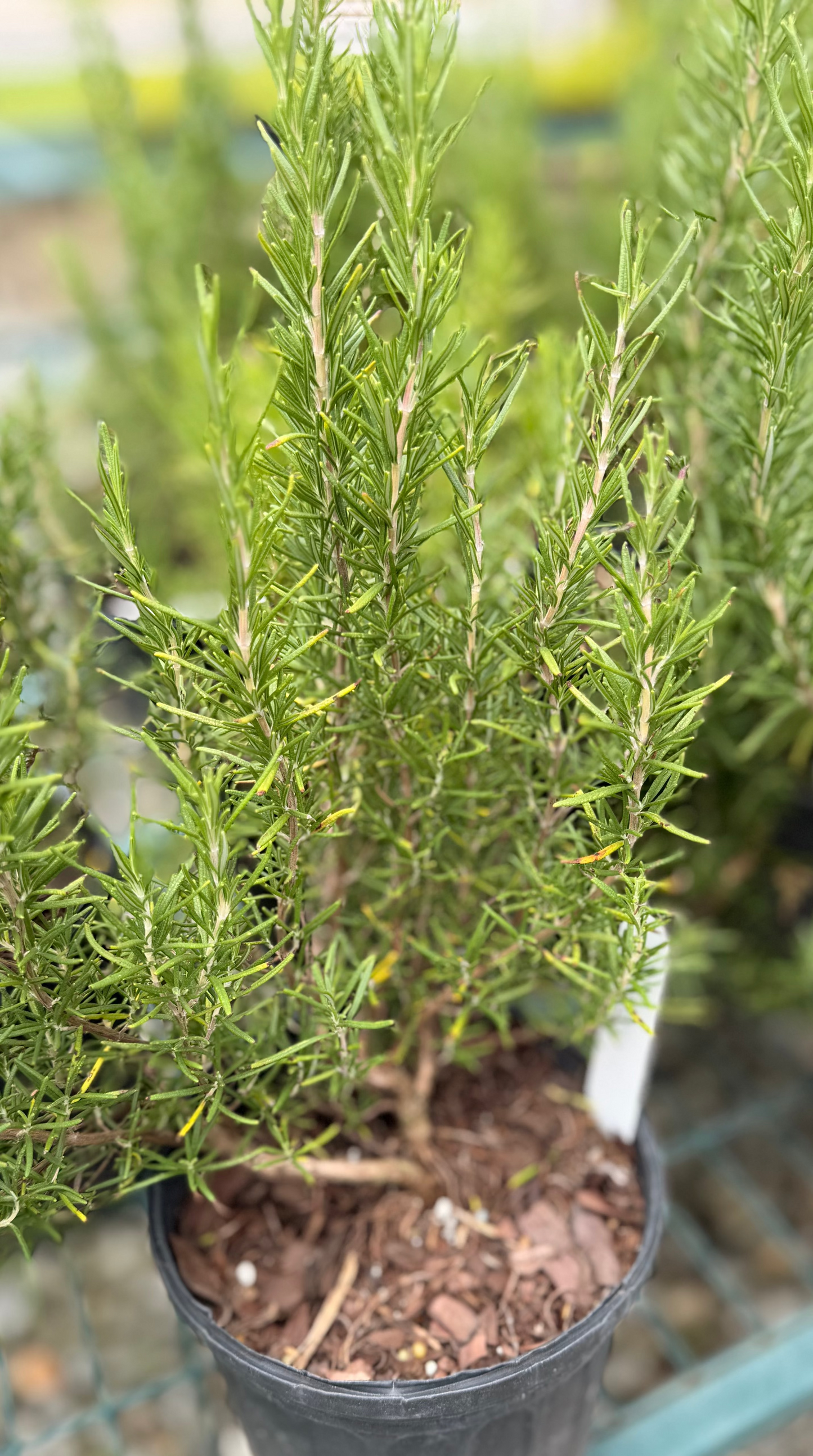 Tuscan Blue Rosemary