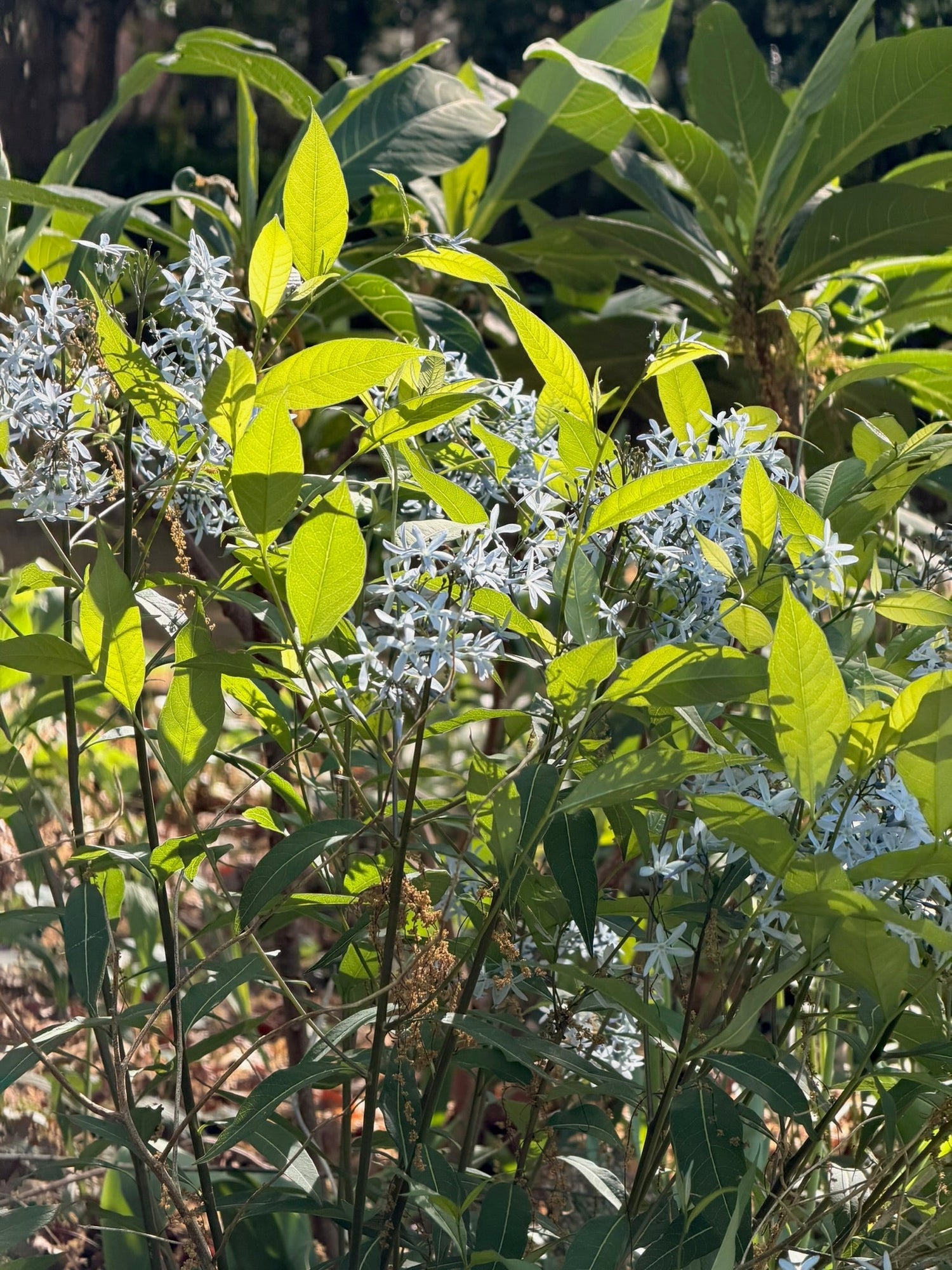 Arkansas Bluestar in full bloom, pale blue starflowers against green foliage