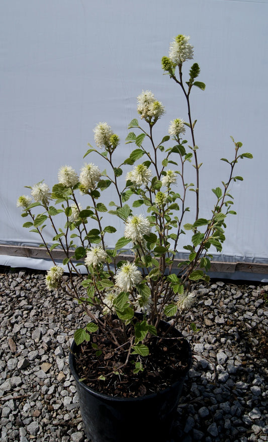 Mt. Airy Fothergilla (3 gal)
