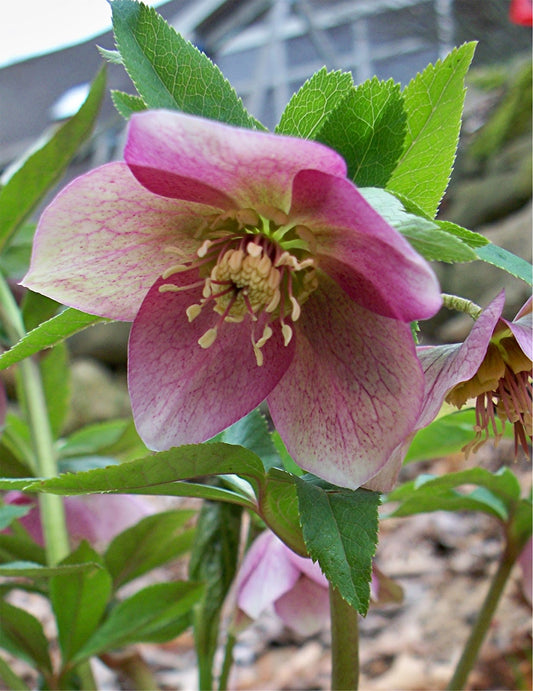 Lenten Rose Hellebore (1 gal)