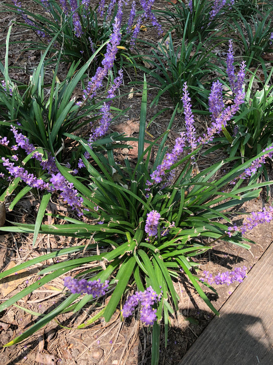 Big Blue Liriope