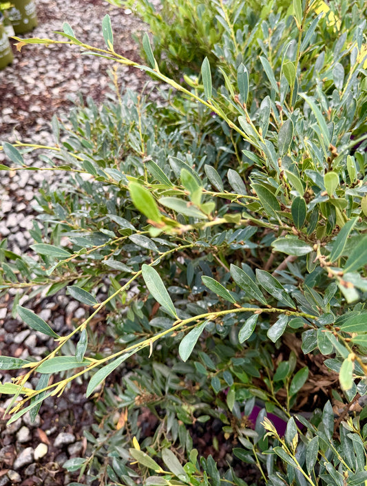Blue Cascade Distylium (3 gal)