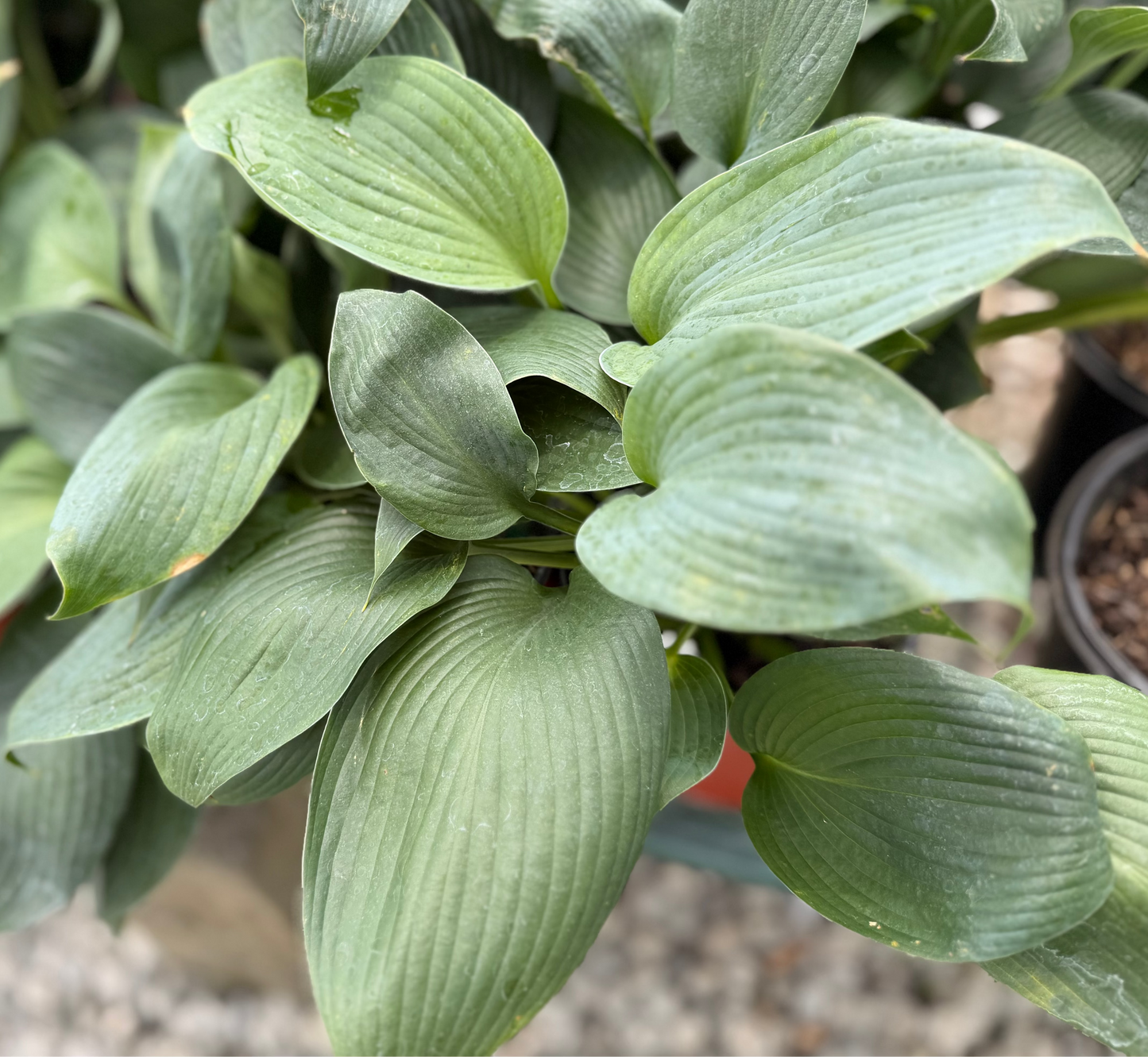 Hosta 'Blue Angel' (1 Gallon)