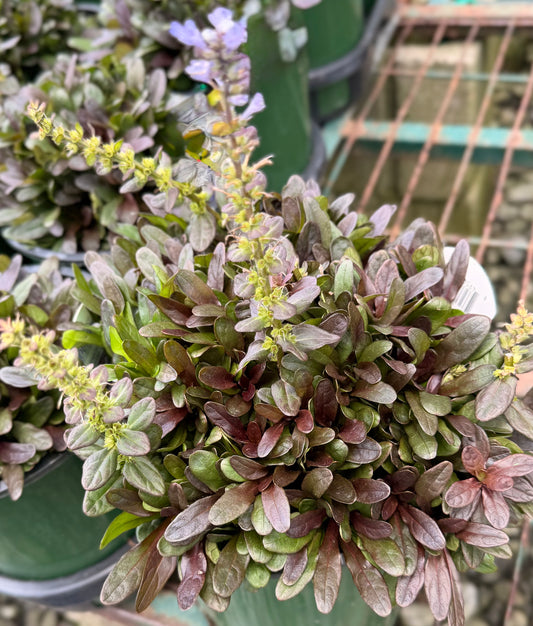 Ajuga 'Chocolate Chip' (1 Gallon)