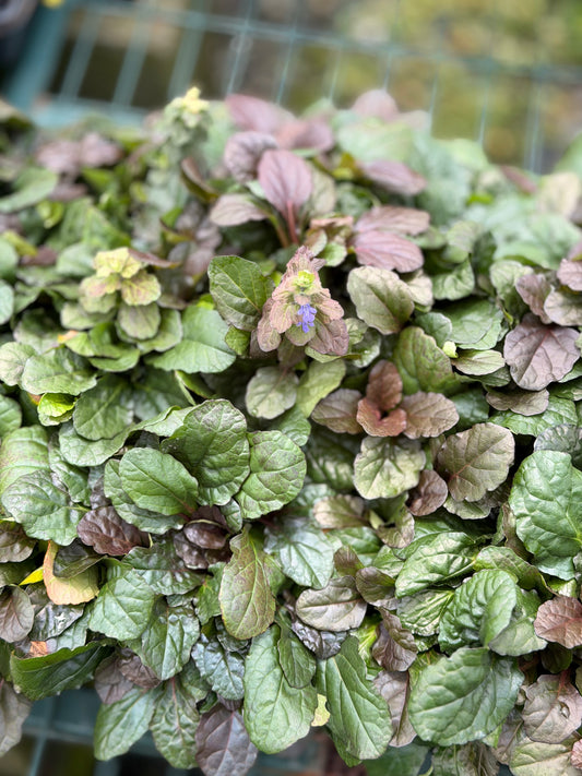 Ajuga 'Bronze Beauty' (4" Pot)