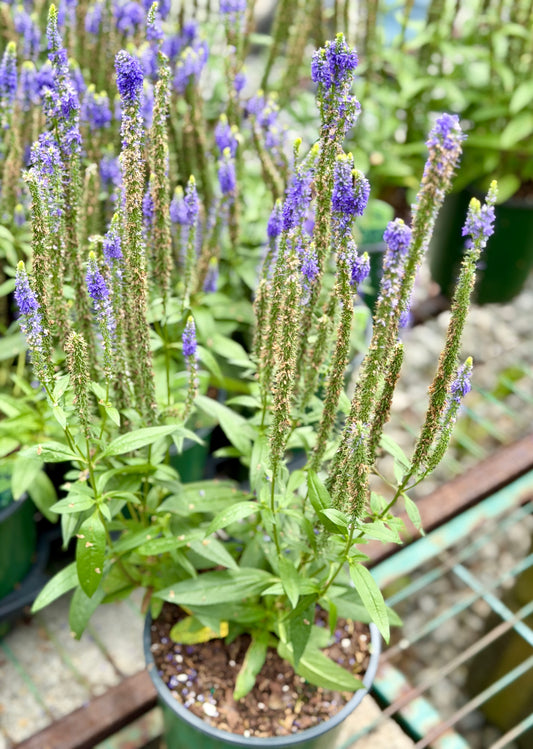 Veronica 'Royal Candles' 1G