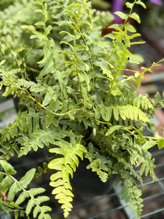 Christmas Fern 1G