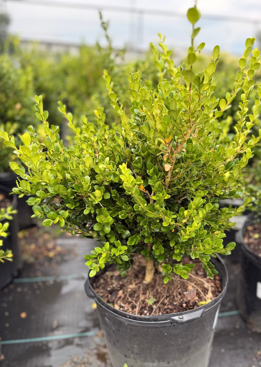 Wintergreen Boxwood (3 gal)