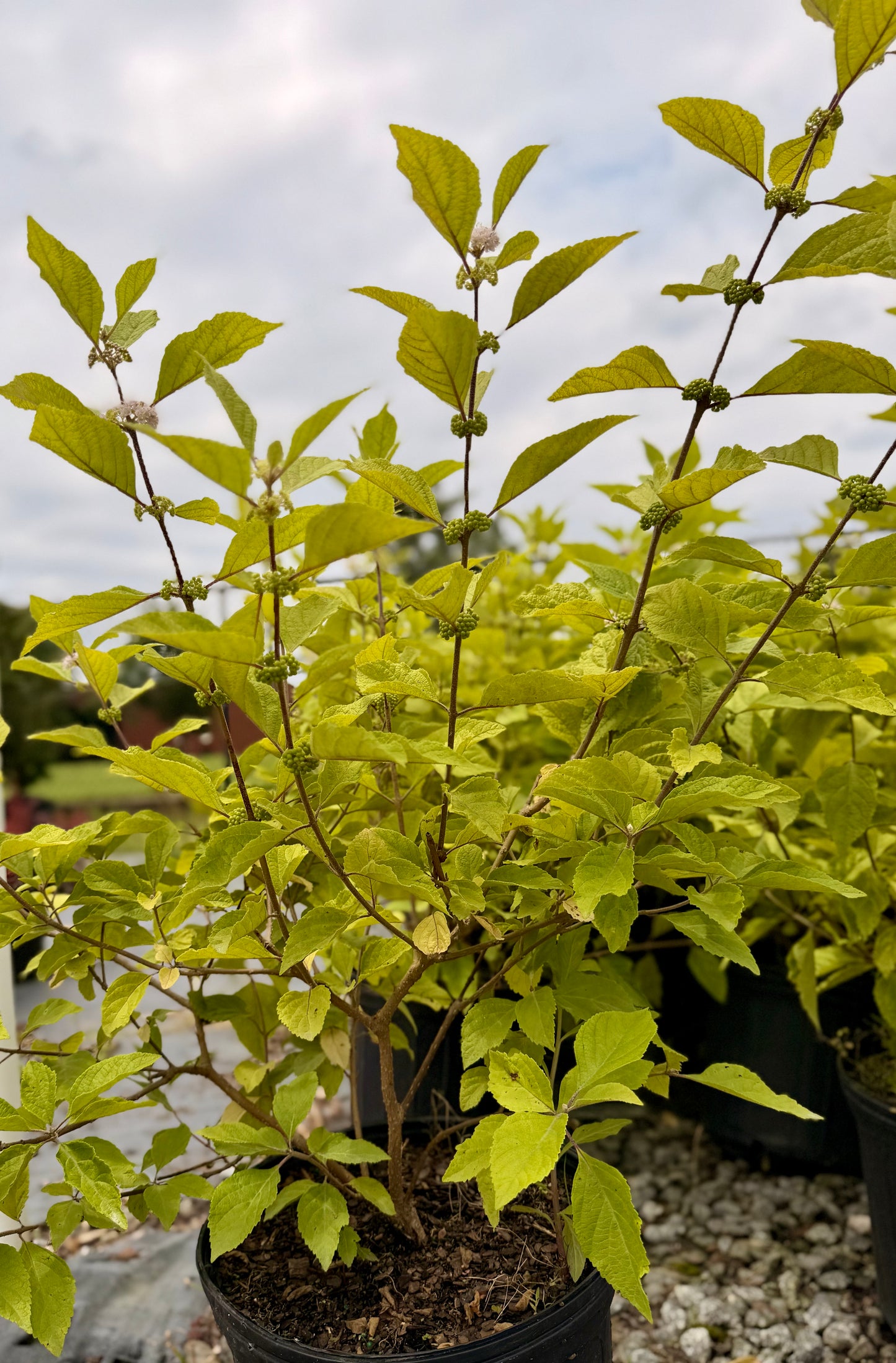 Beautyberry Callicarpa americana 3G