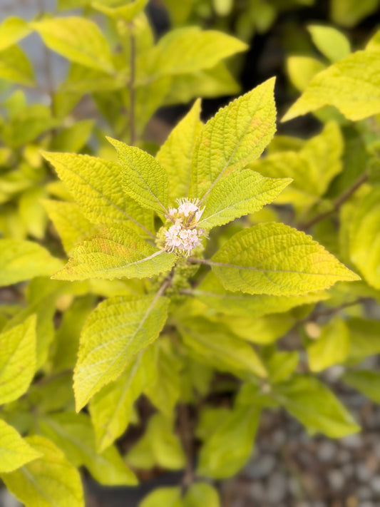 Beautyberry Callicarpa americana 3G