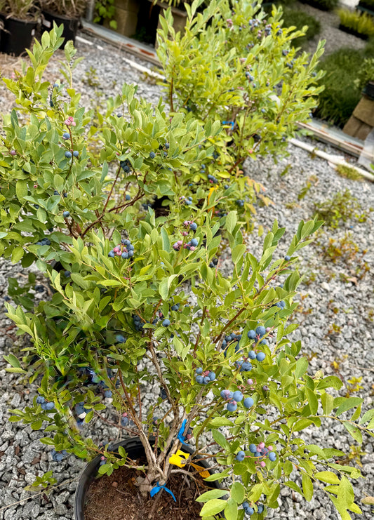 Blueberry Vaccinium 'Climax' 3G