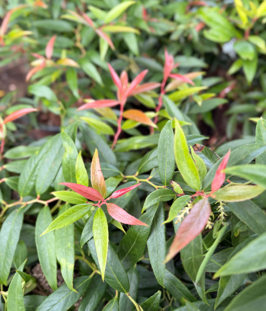 Leucothoe 'Burning Love' 3G