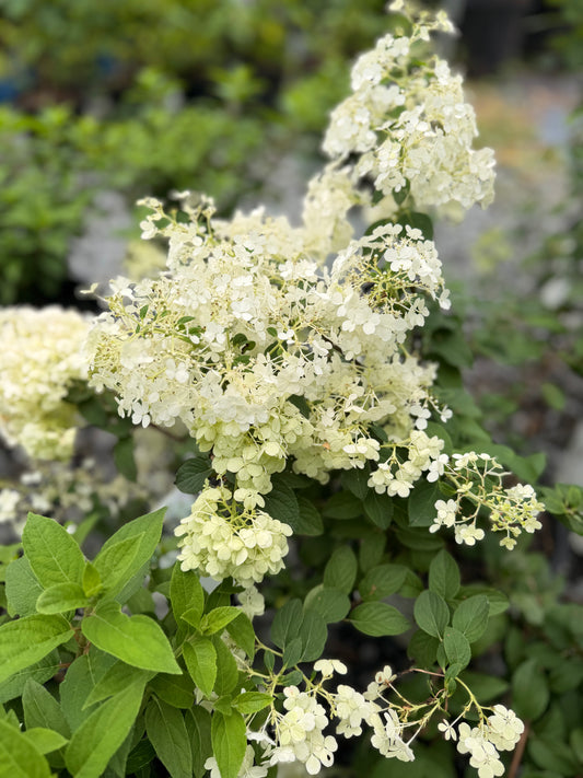 Hydrangea 'Bobo' 3G