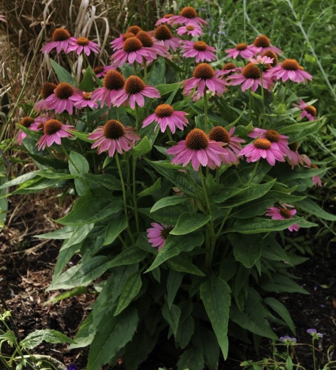 Magnus Coneflower (1 gal)