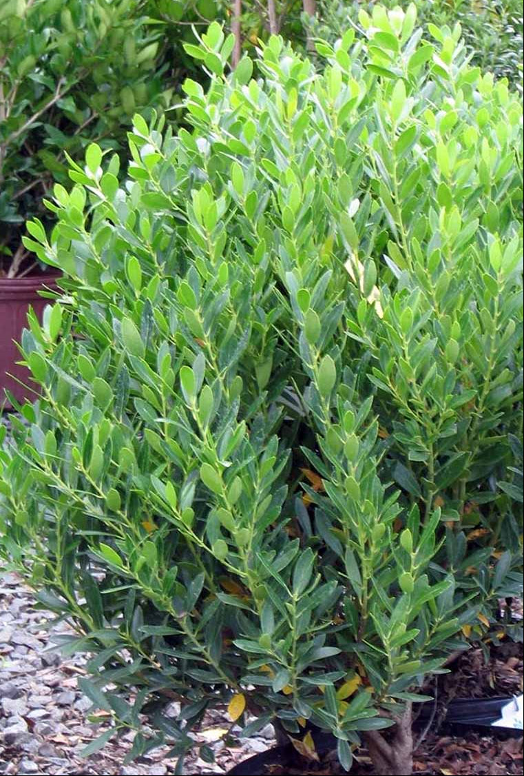 Shamrock Inkberry Holly (3 gal)