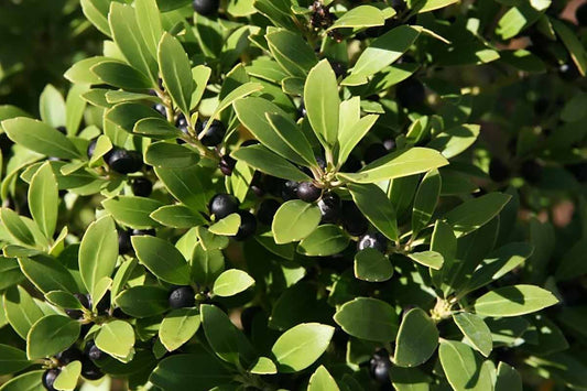 Shamrock Inkberry Holly (3 gal)