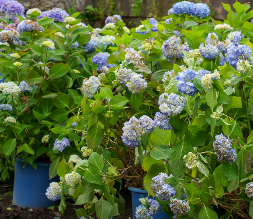 Endless Summer Hydrangea (3 gal)