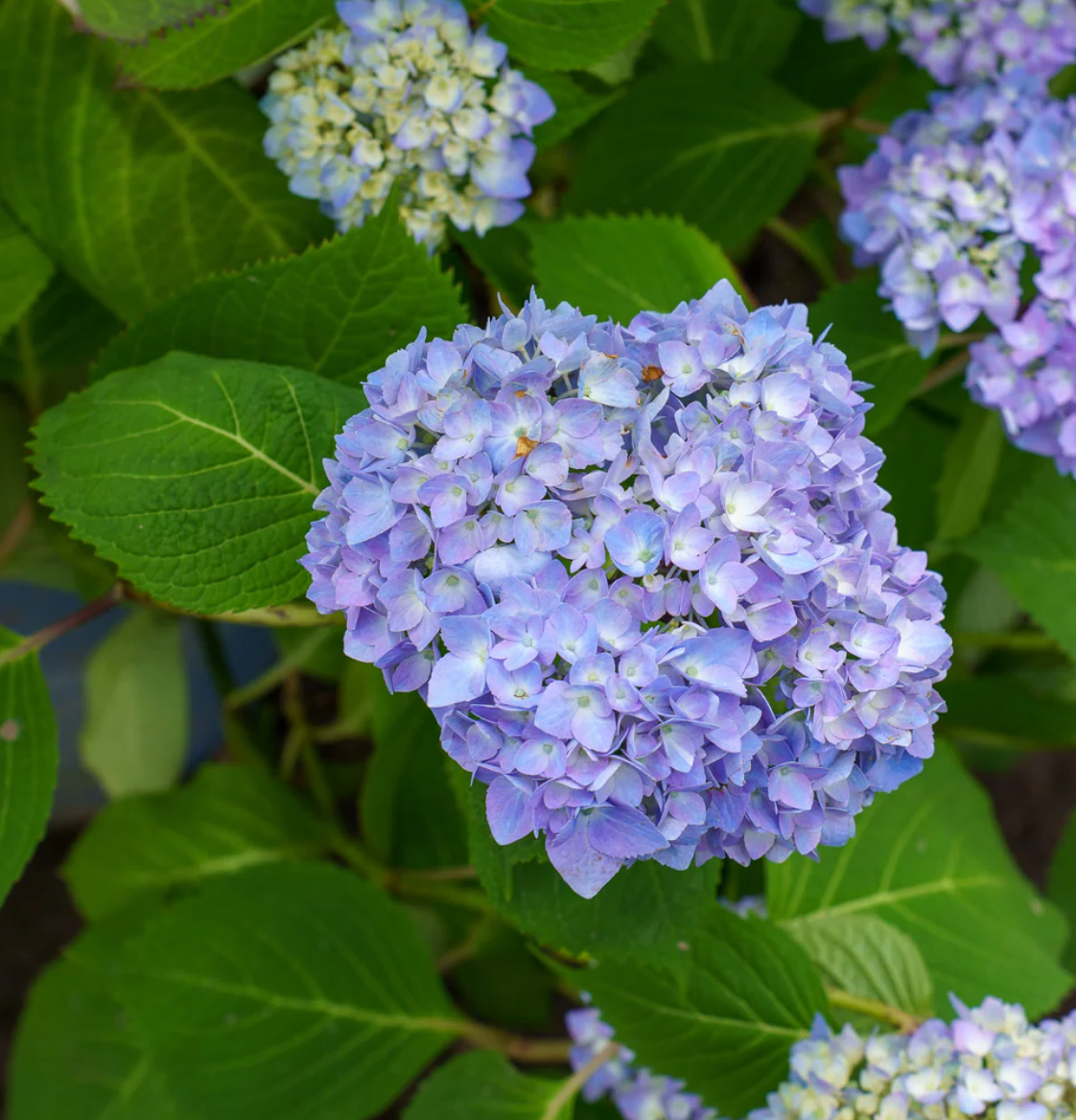 Endless Summer Hydrangea (3 gal)