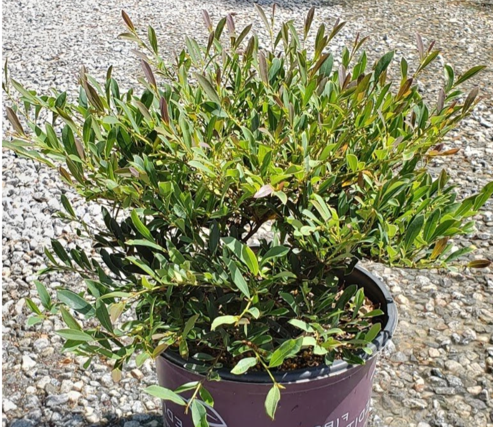Cinnamon Girl Distylium (3 gal)
