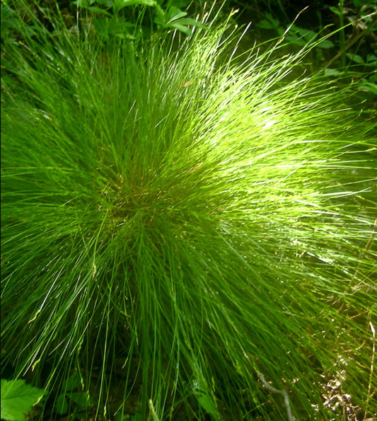 Appalachian Sedge (1 gal)