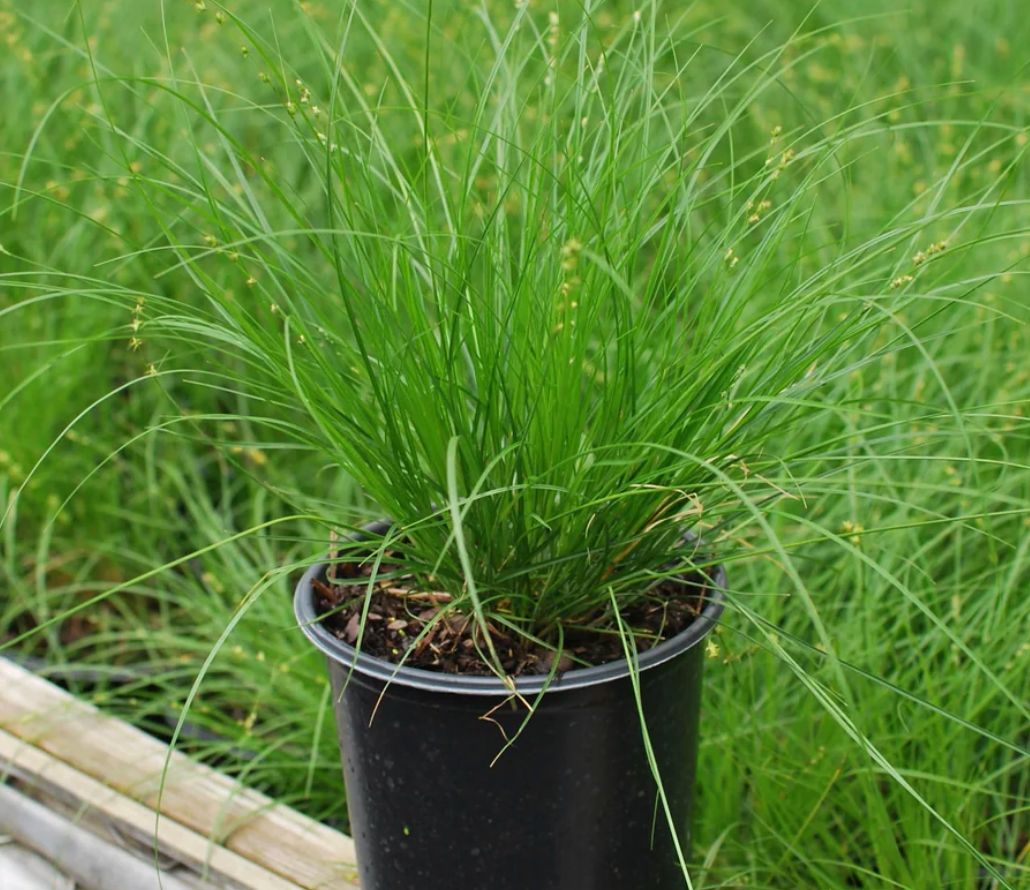 Appalachian Sedge (1 gal)