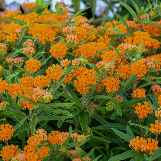 Asclepias Butterfly Weed (1 gal)