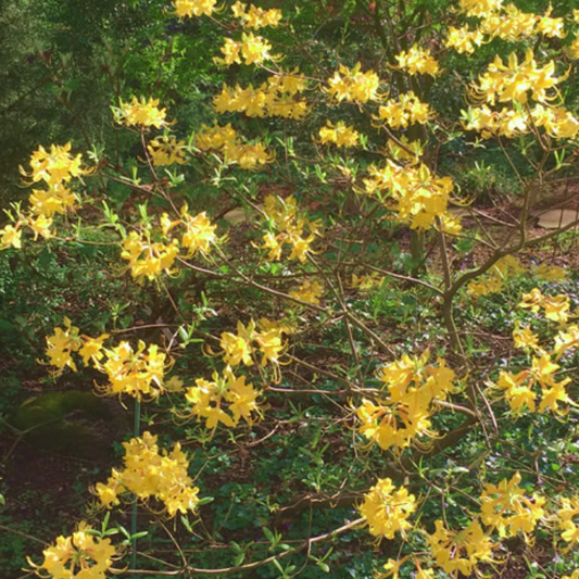Native Azalea 'Admiral Semmes' 3G
