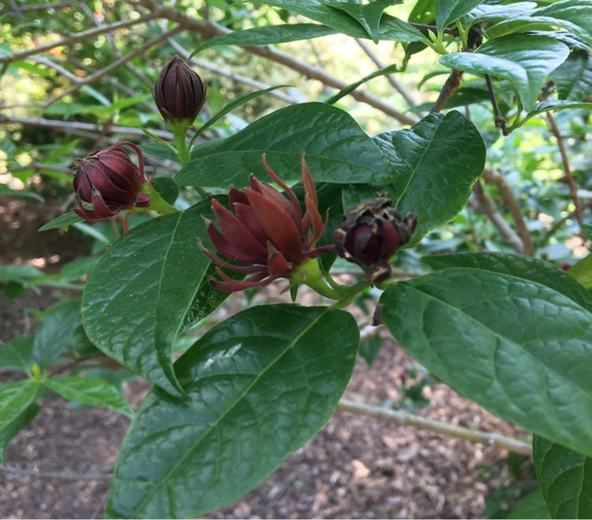 Sweetshrub Calycanthus 3G