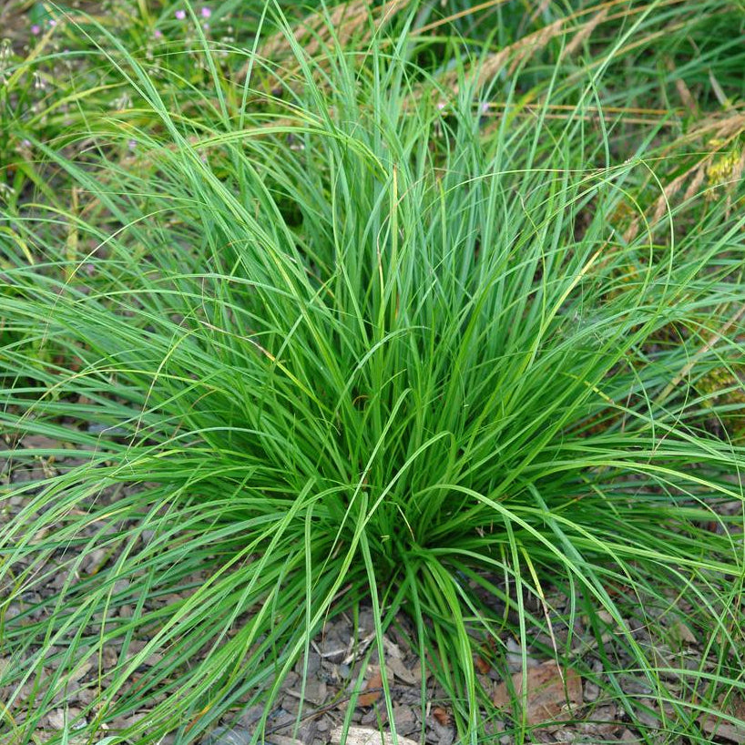 Cherokee Sedge (1 gal)