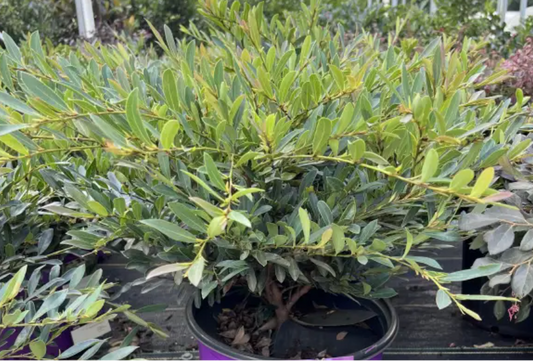 Cinnamon Girl Distylium (3 gal)