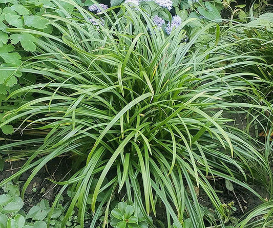 Creek Sedge (1 gal)