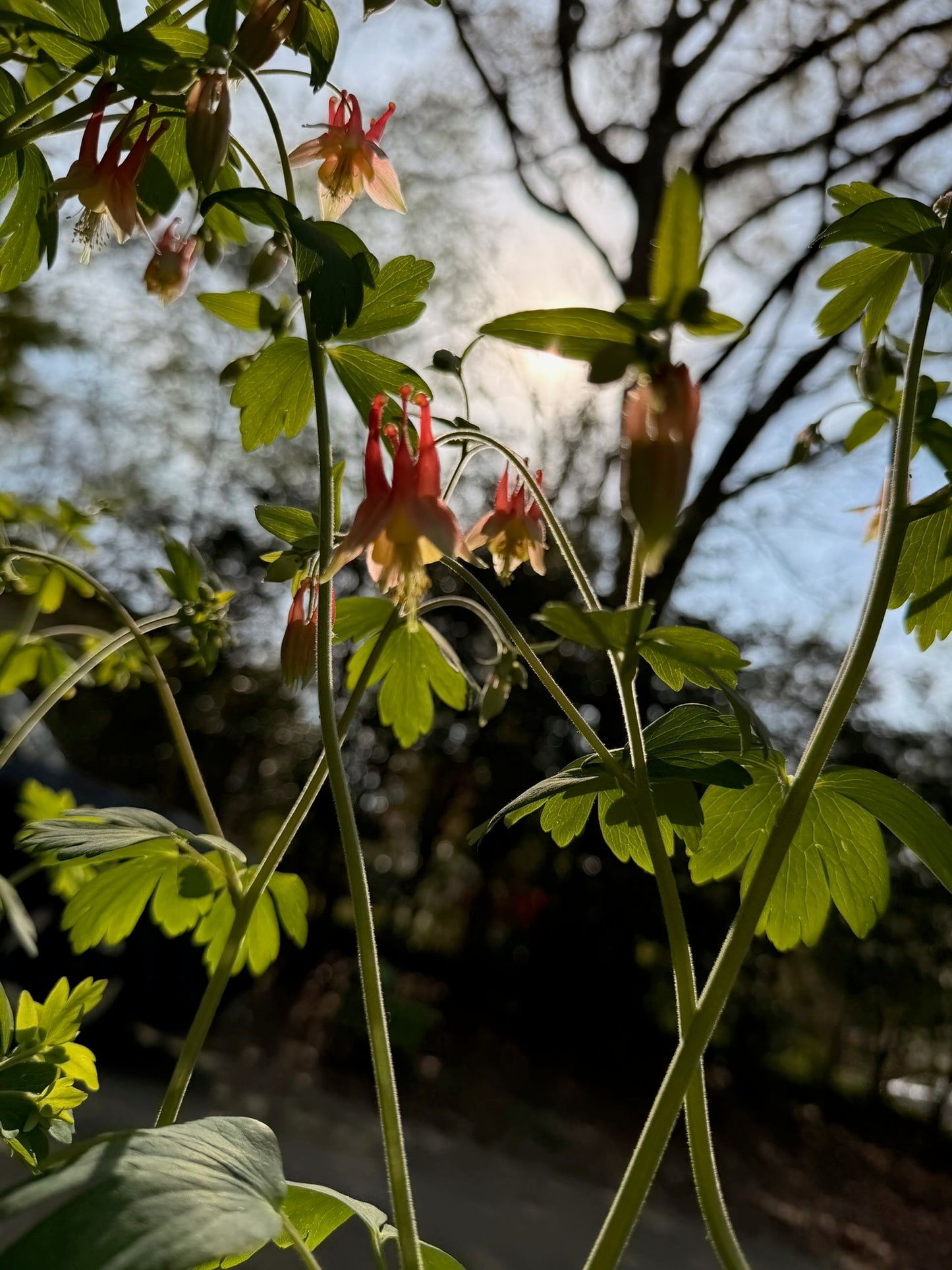 Eastern Red Columbine (1 gal)