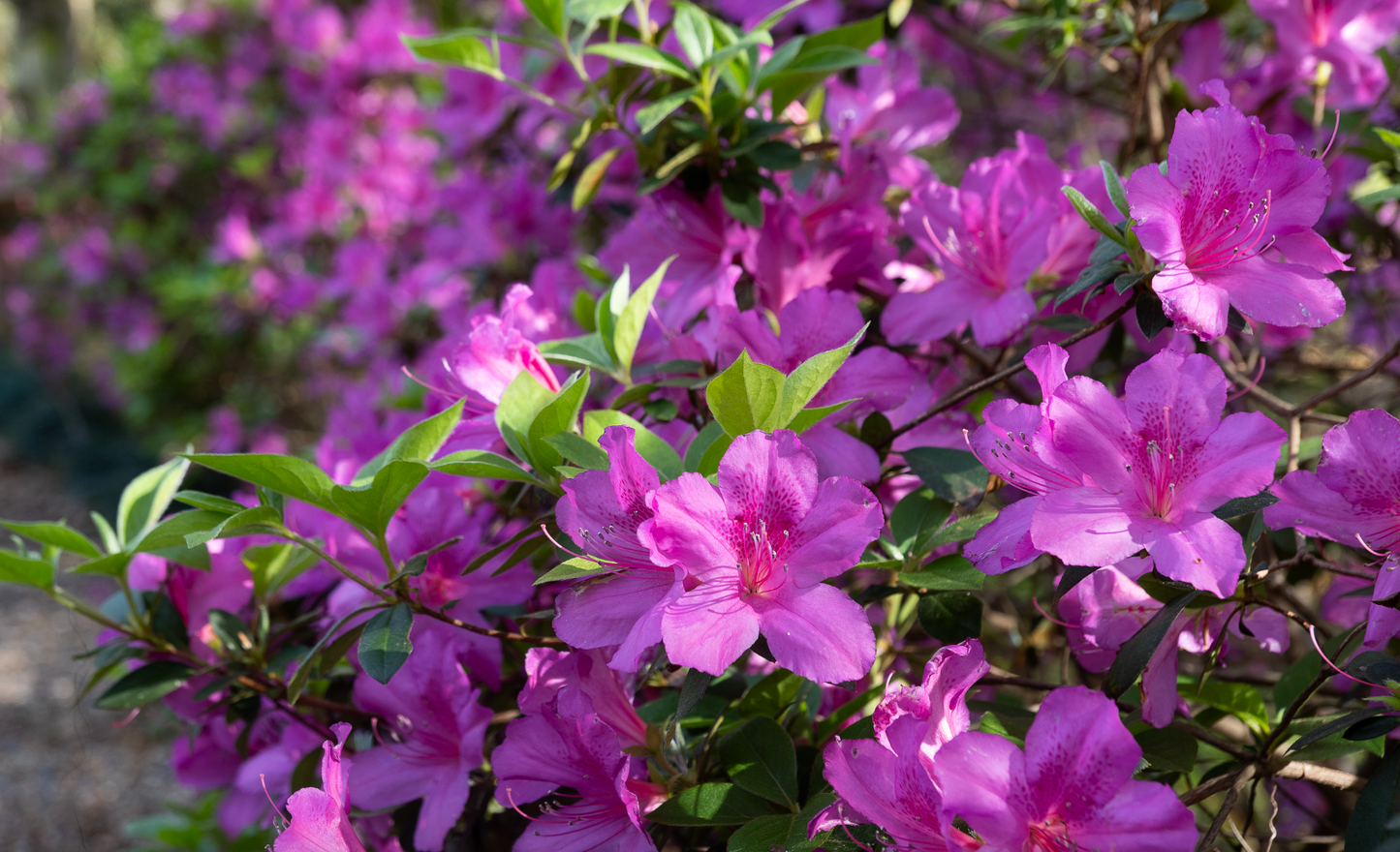 Formosa Azalea (3 gal)