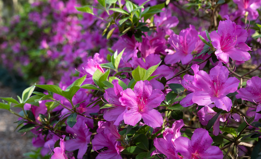 Formosa Azalea (3 gal)