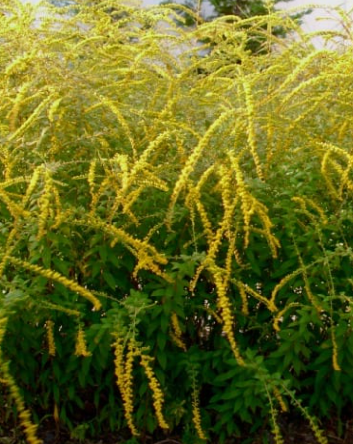 Fireworks Goldenrod (1 gal)